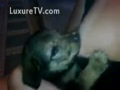 Nursing a puppy canine